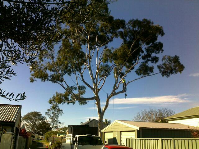 Gum Tree Removal