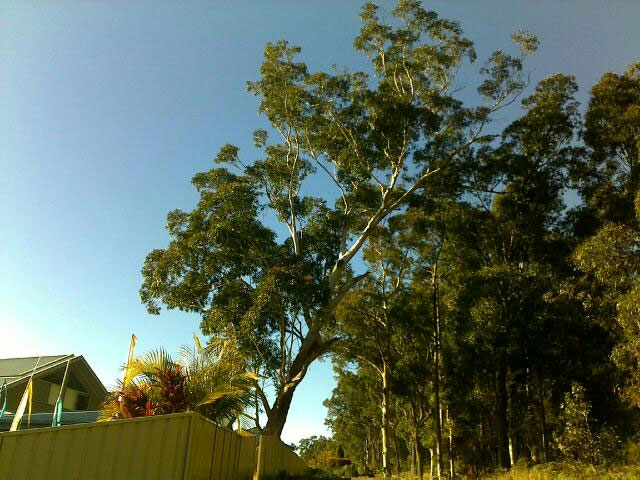 Gum Tree Removal