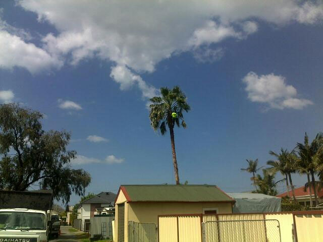 Palm Tree Trimming