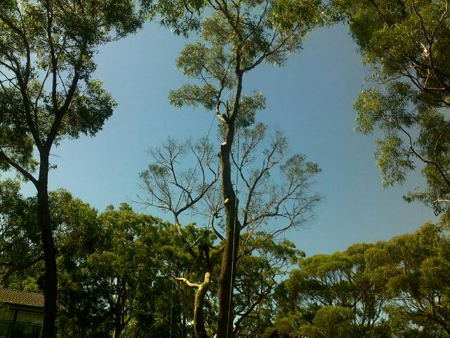 Gum Tree Removal