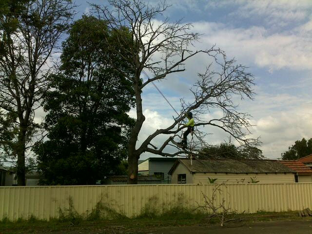 Tree Pruning