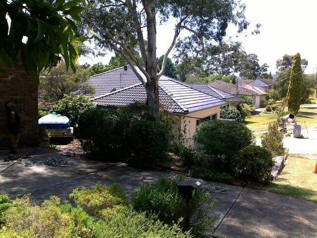 Gum Tree Removal